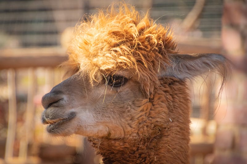 Planning Your Visit To Apple Hill Alpaca Farm Avalon